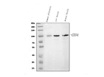 CD34 Antibody in Western Blot (WB)