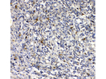 PLAUR Polyclonal Antibody
