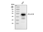 PLAUR Antibody in Western Blot (WB)