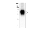 SP-A Polyclonal Antibody