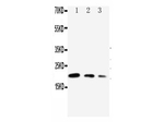 CDC42 Antibody in Western Blot (WB)