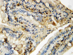 MAPK 8/9 Antibody in Immunohistochemistry (Paraffin) (IHC (P))