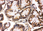 MAPK 8/9 Polyclonal Antibody