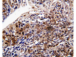 DDT Polyclonal Antibody