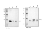 DDT Antibody in Western Blot (WB)