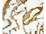 SP-A Antibody in Immunohistochemistry (Paraffin) (IHC (P))