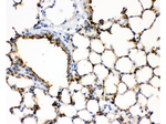 SP-A Polyclonal Antibody