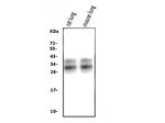 SP-A Antibody in Western Blot (WB)