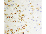 GDNF Antibody in Immunohistochemistry (Paraffin) (IHC (P))