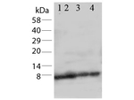 Apelin Polyclonal Antibody