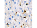 Cd68 Polyclonal Antibody