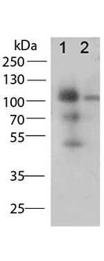 Cd68 Antibody in Western Blot (WB)