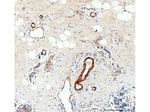 Canstatin Antibody in Immunohistochemistry (Paraffin) (IHC (P))
