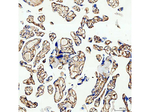 Canstatin Antibody in Immunohistochemistry (Paraffin) (IHC (P))