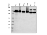 ITGA3 Antibody in Western Blot (WB)
