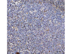 NLRP3 Antibody in Immunohistochemistry (Paraffin) (IHC (P))