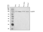 NLRP3 Antibody in Western Blot (WB)