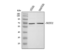Nox1 Antibody in Western Blot (WB)