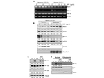 NOX2 Antibody in Western Blot (WB)