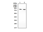 PIK3R2 Antibody in Western Blot (WB)
