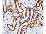 SLC22A6/OAT1 Antibody in Immunohistochemistry (Paraffin) (IHC (P))