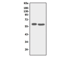 SLC22A6/OAT1 Antibody in Western Blot (WB)
