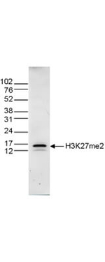 Histone H3 K27me2 Antibody in Western Blot (WB)