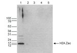 H2A.Zac pan-acetyl (K4,K7,K11) Antibody in Western Blot (WB)