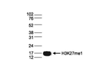 Histone H3 K27me1 Antibody in Western Blot (WB)