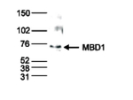 MBD1 Polyclonal Antibody