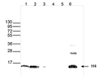 Histone H4 pan Antibody in Western Blot (WB)