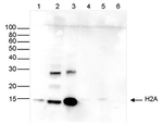 Histone H2A pan Antibody in Western Blot (WB)