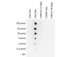H2A.Zac pan-acetyl (K4,K7,K11) Antibody in Dot Blot (DB)