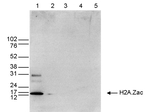 H2A.Zac pan-acetyl (K4,K7,K11) Antibody in Western Blot (WB)