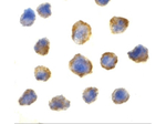 4EBP1 Antibody in Immunocytochemistry (ICC/IF)