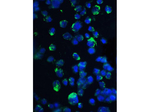 4EBP1 Antibody in Immunocytochemistry (ICC/IF)