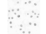 ABCA7 Antibody in Immunocytochemistry (ICC/IF)