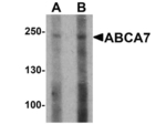 ABCA7 Antibody in Western Blot (WB)