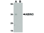 ABIN3 Antibody in Western Blot (WB)