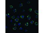ACE2 Antibody in Immunocytochemistry (ICC/IF)