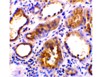 ACE2 Antibody in Immunohistochemistry (Paraffin) (IHC (P))