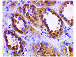 ACE2 Antibody in Immunohistochemistry (Paraffin) (IHC (P))