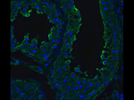 ACE2 Antibody in Immunocytochemistry (ICC/IF)