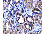 ACE2 Antibody in Immunohistochemistry (Paraffin) (IHC (P))