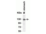 ACE2 Antibody in Western Blot (WB)