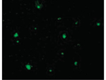 ACINUS Antibody in Immunocytochemistry (ICC/IF)