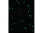 ACINUS Antibody in Immunocytochemistry (ICC/IF)