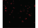 ADAP Antibody in Immunocytochemistry (ICC/IF)