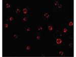 AES Antibody in Immunocytochemistry (ICC/IF)