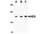 AES Antibody in Western Blot (WB)